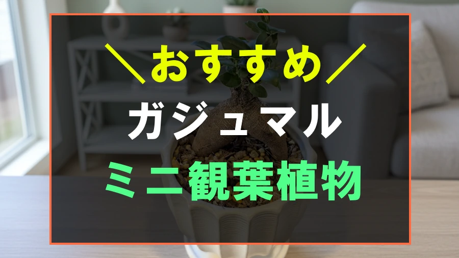 おすすめのガジュマル